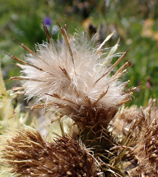 Pflanzenbild gross Alpen-Kratzdistel - Cirsium spinosissimum