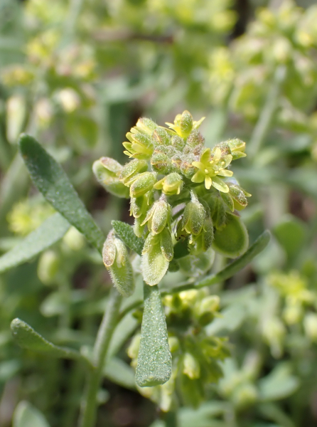 Pflanzenbild gross Schildschötchen - Clypeola jonthlaspi