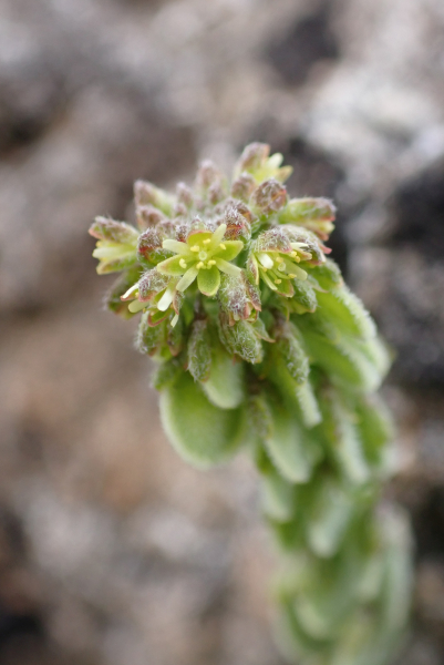 Pflanzenbild gross Schildschötchen - Clypeola jonthlaspi