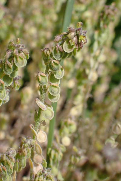 Pflanzenbild gross Schildschötchen - Clypeola jonthlaspi
