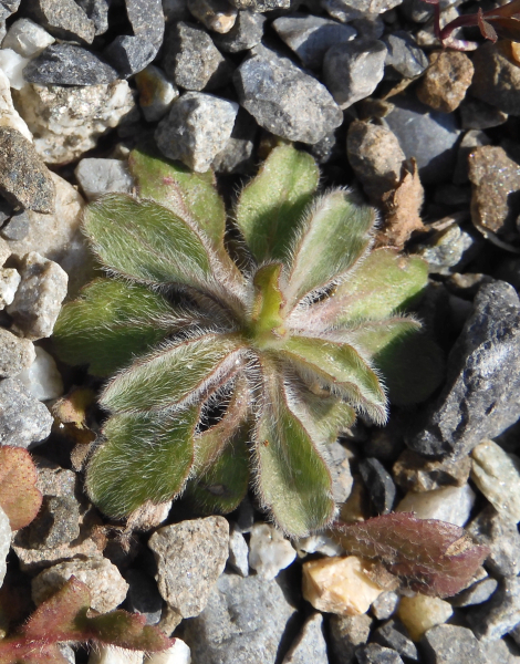 Pflanzenbild gross Kanadisches Berufkraut - Conyza canadensis