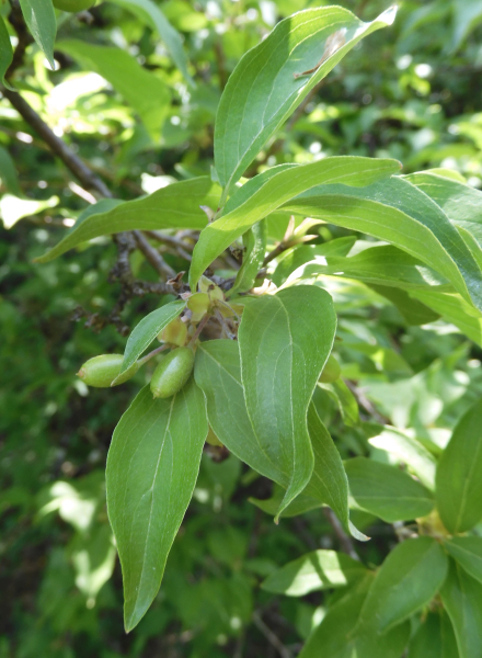 Pflanzenbild gross Kornelkirsche - Cornus mas