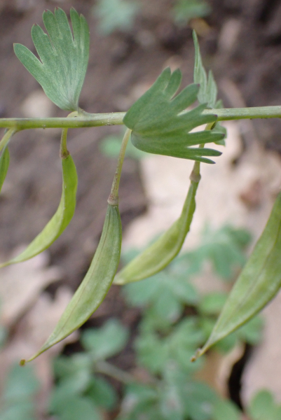 Pflanzenbild gross Festknolliger Lerchensporn - Corydalis solida