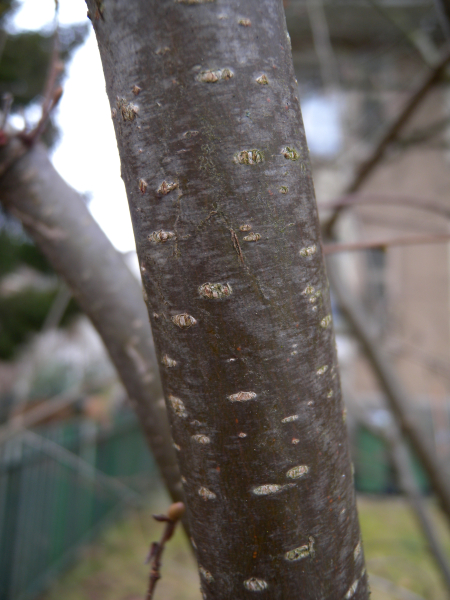 Pflanzenbild gross Haselstrauch - Corylus avellana
