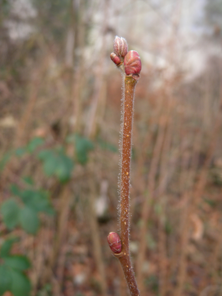 Pflanzenbild gross Haselstrauch - Corylus avellana