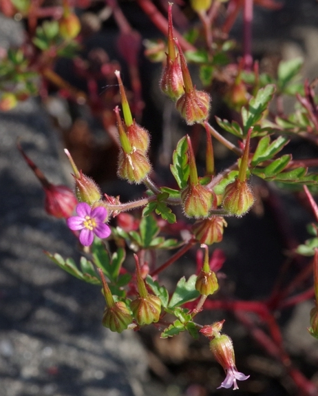 Pflanzenbild gross Purpur-Storchschnabel - Geranium robertianum subsp. purpureum