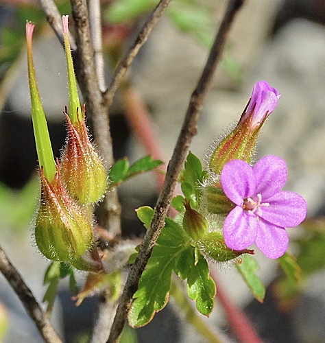 Pflanzenbild gross Purpur-Storchschnabel - Geranium robertianum subsp. purpureum