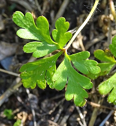 Pflanzenbild gross Purpur-Storchschnabel - Geranium robertianum subsp. purpureum