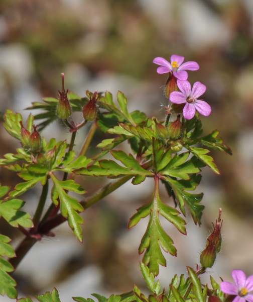 Pflanzenbild gross Purpur-Storchschnabel - Geranium robertianum subsp. purpureum
