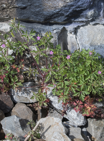 Pflanzenbild gross Purpur-Storchschnabel - Geranium robertianum subsp. purpureum