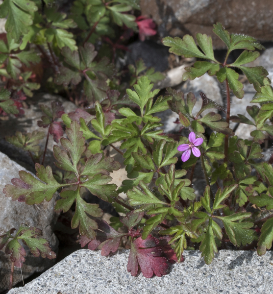 Pflanzenbild gross Purpur-Storchschnabel - Geranium robertianum subsp. purpureum