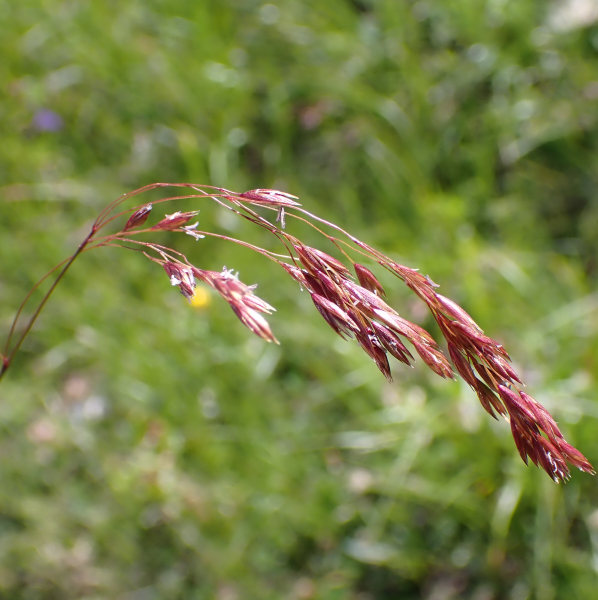 Pflanzenbild gross Schöner Schwingel - Festuca pulchella