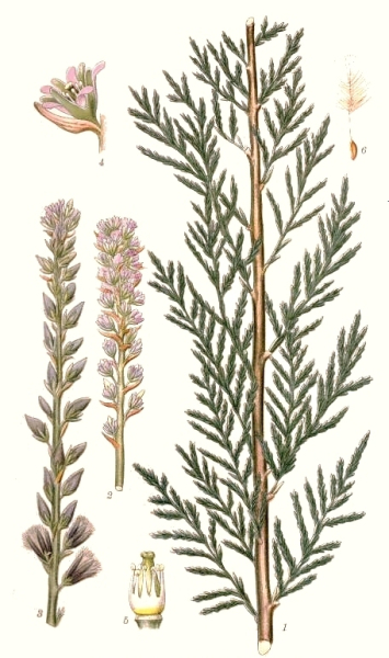 Pflanzenbild gross Deutsche Tamariske - Myricaria germanica
