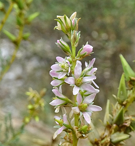 Pflanzenbild gross Deutsche Tamariske - Myricaria germanica