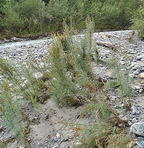 Pflanzenbild gross Deutsche Tamariske - Myricaria germanica