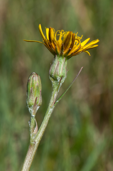 Pflanzenbild gross Kleine Schwarzwurzel - Scorzonera humilis
