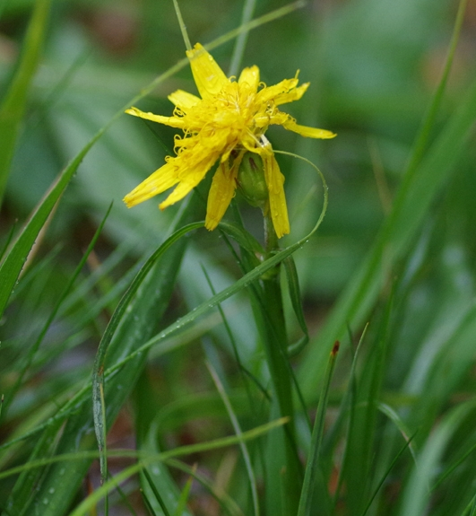 Pflanzenbild gross Kleine Schwarzwurzel - Scorzonera humilis