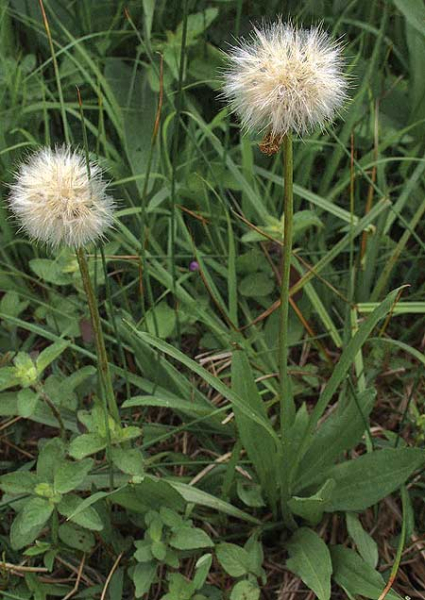 Pflanzenbild gross Kleine Schwarzwurzel - Scorzonera humilis