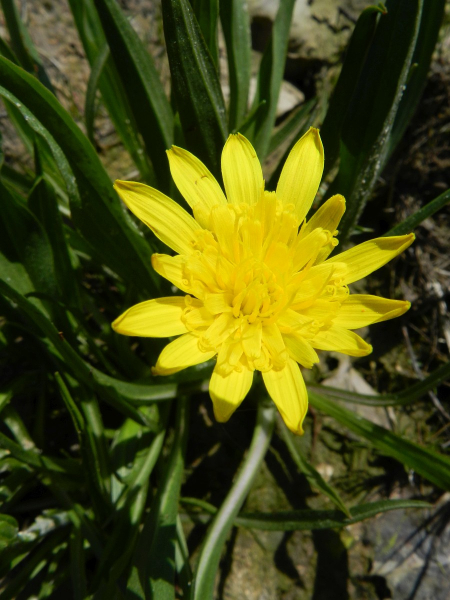 Pflanzenbild gross Kleine Schwarzwurzel - Scorzonera humilis