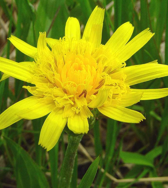 Pflanzenbild gross Kleine Schwarzwurzel - Scorzonera humilis