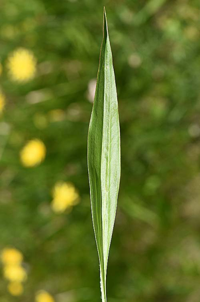 Pflanzenbild gross Kleine Schwarzwurzel - Scorzonera humilis