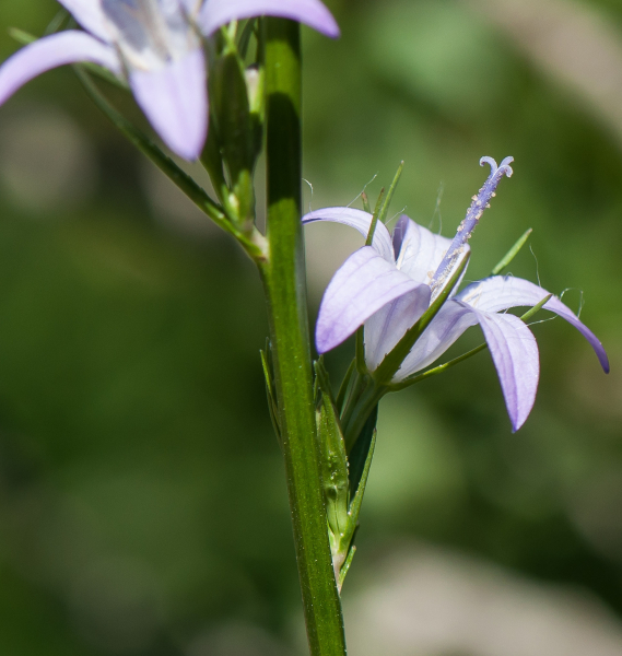Pflanzenbild gross Rapunzel-Glockenblume - Campanula rapunculus