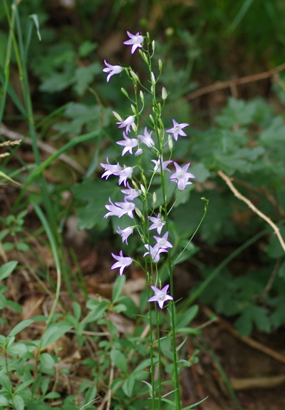 Pflanzenbild gross Rapunzel-Glockenblume - Campanula rapunculus