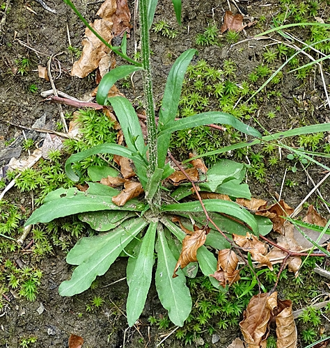 Pflanzenbild gross Rapunzel-Glockenblume - Campanula rapunculus