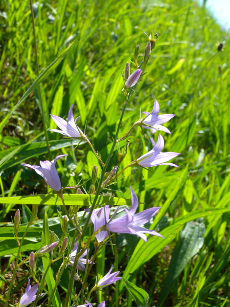 Pflanzenbild gross Rapunzel-Glockenblume - Campanula rapunculus