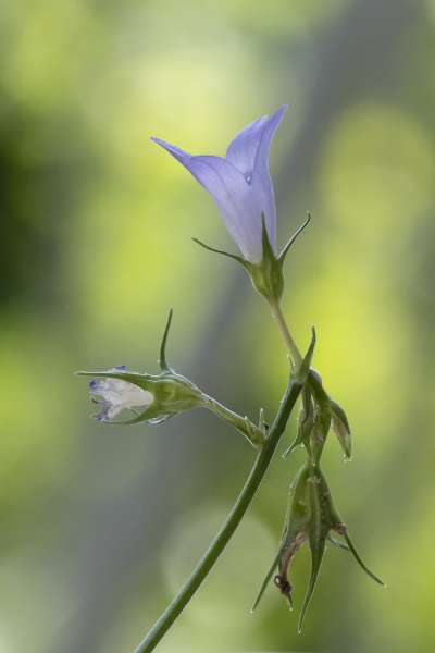 Pflanzenbild gross Rapunzel-Glockenblume - Campanula rapunculus
