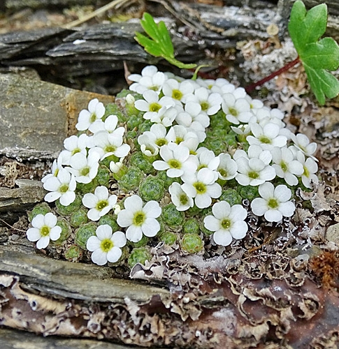 Pflanzenbild gross Schweizer Mannsschild - Androsace helvetica