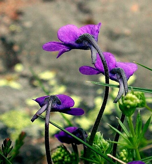 Pflanzenbild gross Dünnsporniges Fettblatt - Pinguicula leptoceras