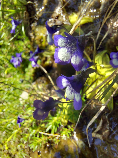 Pflanzenbild gross Dünnsporniges Fettblatt - Pinguicula leptoceras