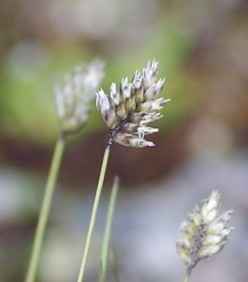Pflanzenbild gross Zweizeiliges Kopfgras - Oreochloa disticha
