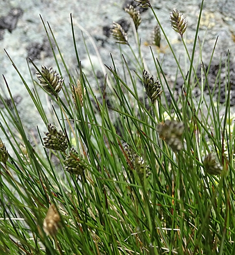 Pflanzenbild gross Zweizeiliges Kopfgras - Oreochloa disticha
