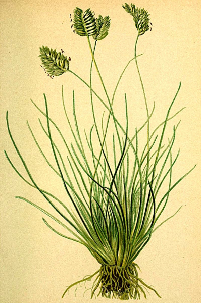 Pflanzenbild gross Zweizeiliges Kopfgras - Oreochloa disticha