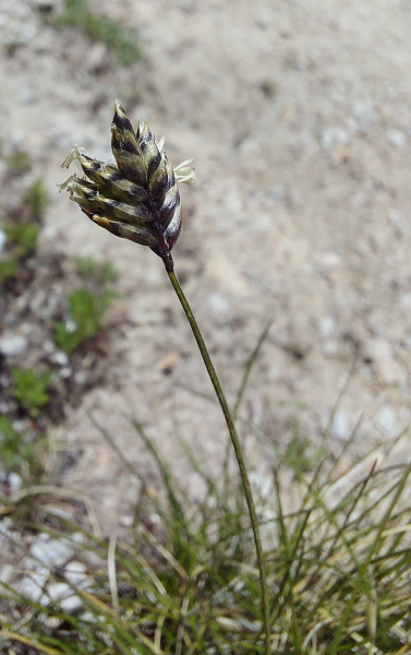 Pflanzenbild gross Zweizeiliges Kopfgras - Oreochloa disticha