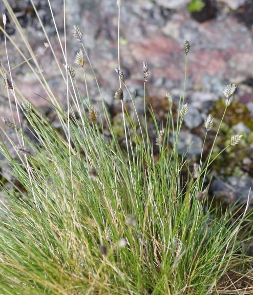 Pflanzenbild gross Zweizeiliges Kopfgras - Oreochloa disticha