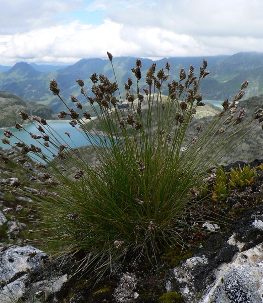 Pflanzenbild gross Zweizeiliges Kopfgras - Oreochloa disticha