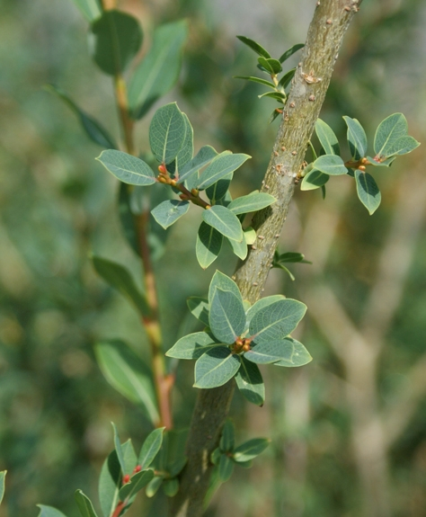 Pflanzenbild gross Blaugrüne Weide - Salix caesia