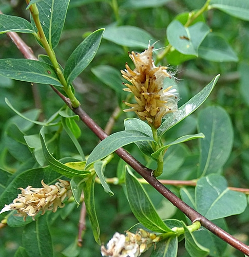 Pflanzenbild gross Blaugrüne Weide - Salix caesia