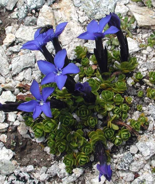 Pflanzenbild gross Rundblättriger Enzian - Gentiana orbicularis