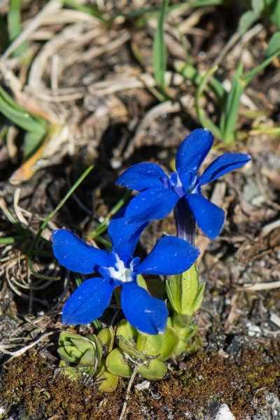 Pflanzenbild gross Rundblättriger Enzian - Gentiana orbicularis