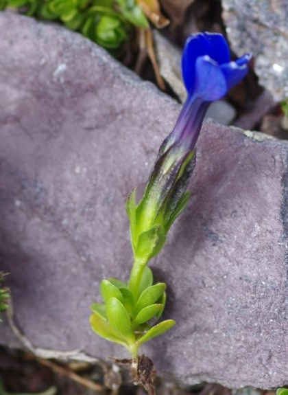 Pflanzenbild gross Rundblättriger Enzian - Gentiana orbicularis