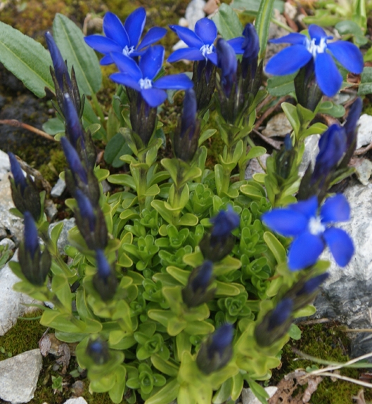 Pflanzenbild gross Rundblättriger Enzian - Gentiana orbicularis