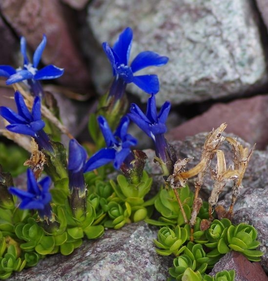 Pflanzenbild gross Rundblättriger Enzian - Gentiana orbicularis
