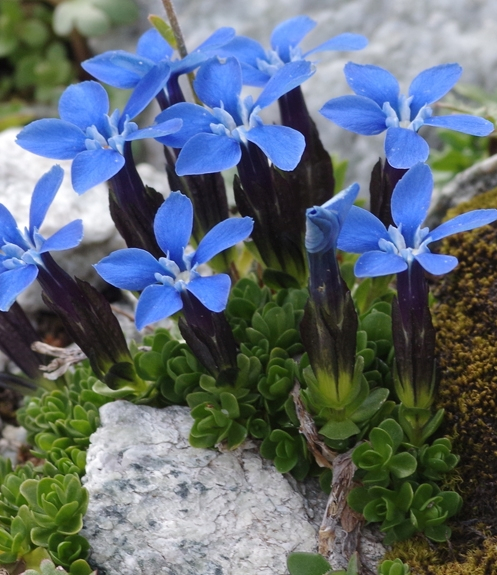 Pflanzenbild gross Rundblättriger Enzian - Gentiana orbicularis