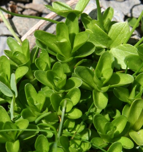 Pflanzenbild gross Rundblättriger Enzian - Gentiana orbicularis