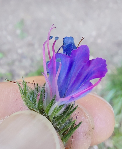 Pflanzenbild gross Gemeiner Natterkopf - Echium vulgare