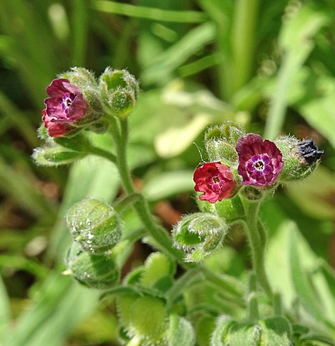 Pflanzenbild gross Echte Hundszunge - Cynoglossum officinale